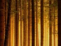 Chalupa Kuří 8 - Novohradské hory - Kuří