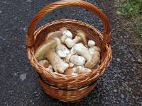 Pronájem chaty - Kyjov