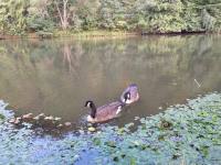 Chata k pronájmu - Podhradí nad Dyjí