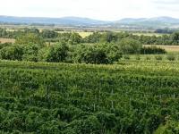 Ubytování Pod ořechem - Velké Bílovice